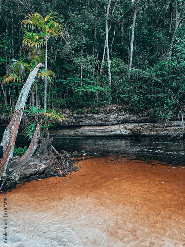river in the forest