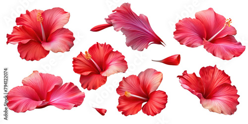 Set of red hibiscus flowers and leaves isolated on transparent background  Elements for design