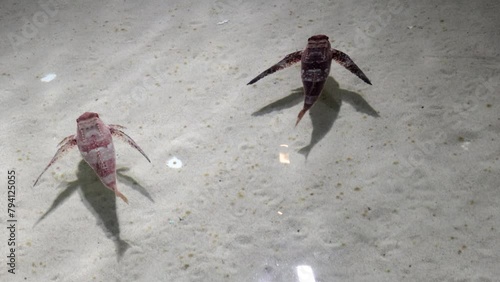 The Owl fish (Dactylopterus volitans), also known as Sea Swallow at the Genoa Aquarium.