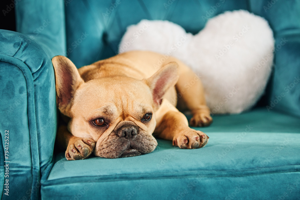 A small brown dog peacefully rests on top of a blue couch. A small brown dog peacefully rests on top of a blue couch.