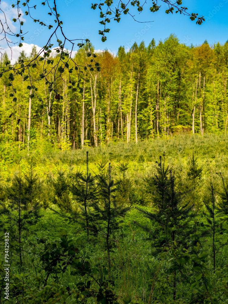 Fototapeta premium Wiederaufforstung im Mischwald durch anpflanzen von Jungbäumen