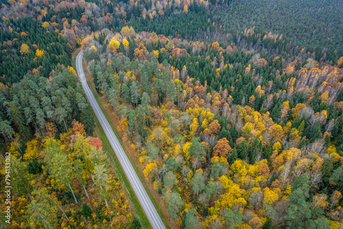 Autumn in the forest