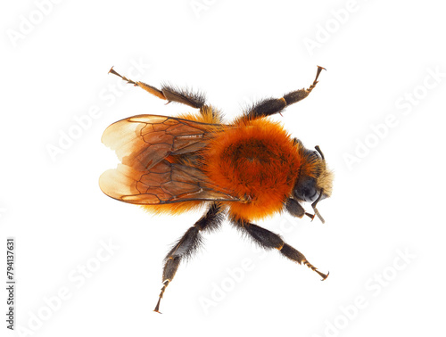 Common carder bee isolated on white background, Bombus pascuorum