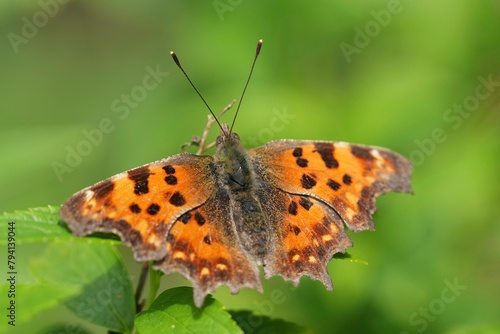 Closeup on a colorful Orange Comma butterfly, Polygonia c-album with spread wings © Henk