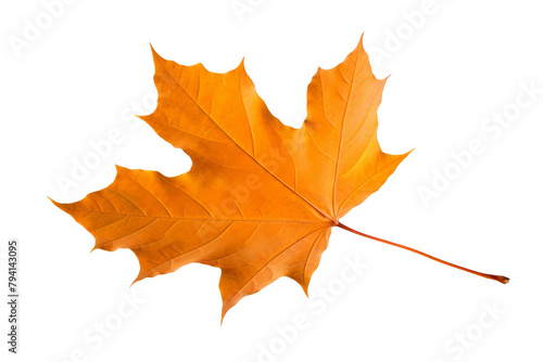 maple leaf isolated on white