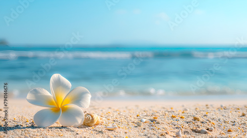 frangipani flower, sea shells on the Beach