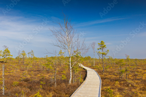 Viru Bog Viru Raba peat swamp, Estonia photo