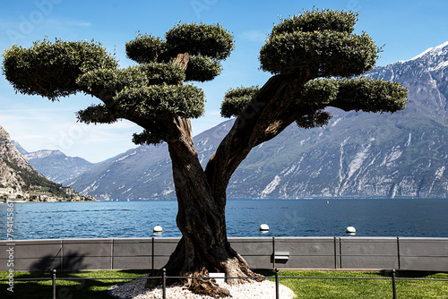 Limone’s Living Sculpture: The Olive Tree of Lake Garda. An elegantly topiared olive tree stands proudly before the sweeping views of Lake Garda and the imposing mountains of Limone, Italy.