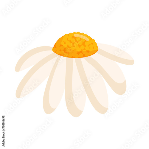 Chamomile flower. Botanical vector illustration isolated on white background for postcard, poster, ad, decor, fabric and other uses.