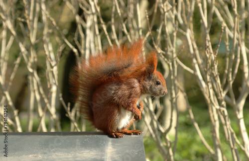 Red squirrel or Eurasian red squirrel in spring. Wild animals in the city Copenhagen, Denmark, Europe.