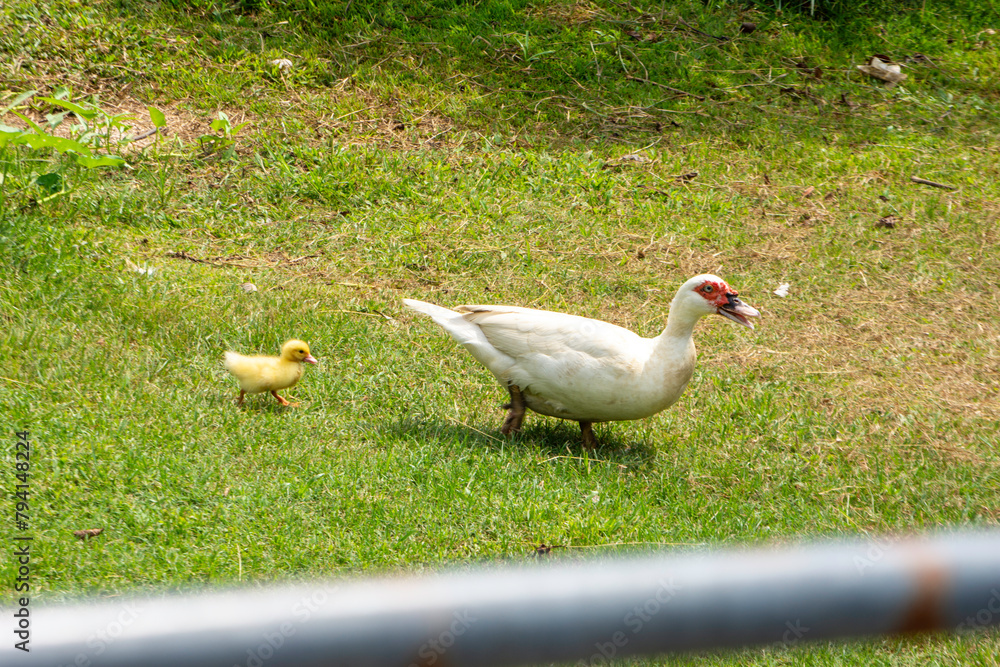 Fototapeta premium A mother duck and 1 duckling secretly hatched in the garden.
