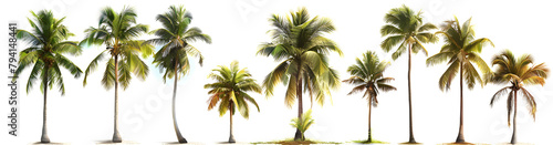 A set of coconut palm trees isolated on a white background, perfect for use in tropical-themed designs and vacation-related imagery.