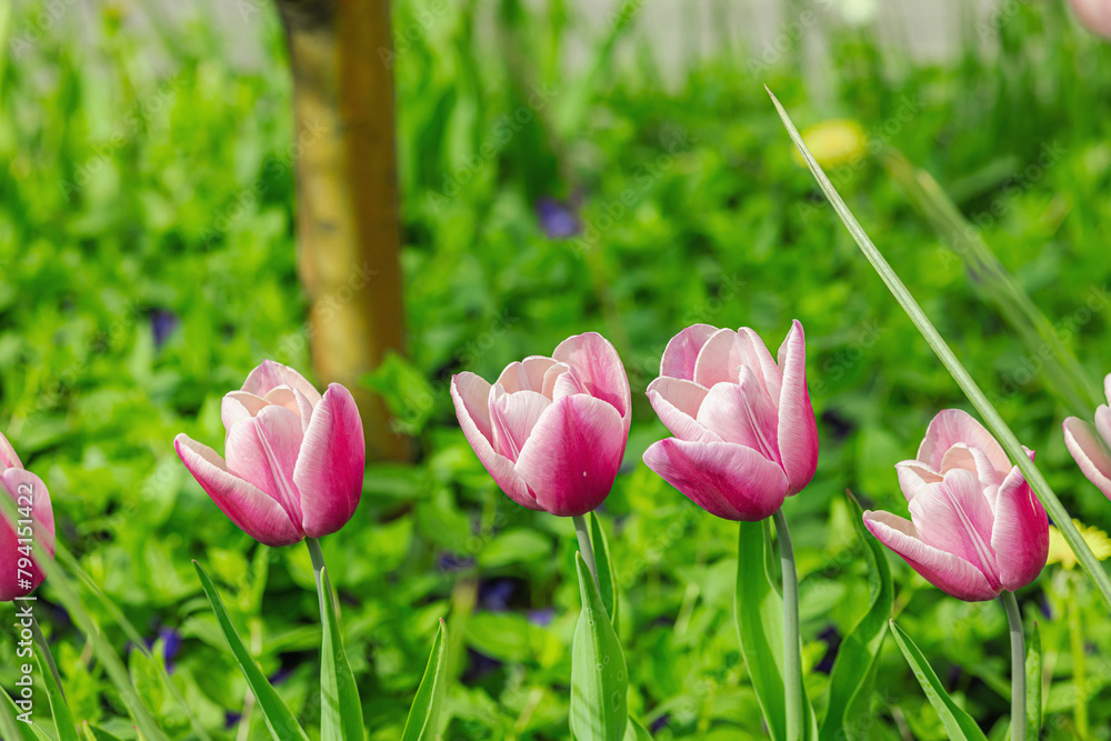 Blooming tulips grow in the garden. Spring gardening, outdoor concept background, floral style Blooming tulips grow in the garden. Spring gardening, outdoor concept background, floral style
