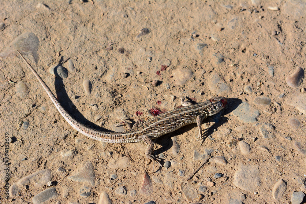 a lizard that is laying on the ground a lizard that is laying on the ground