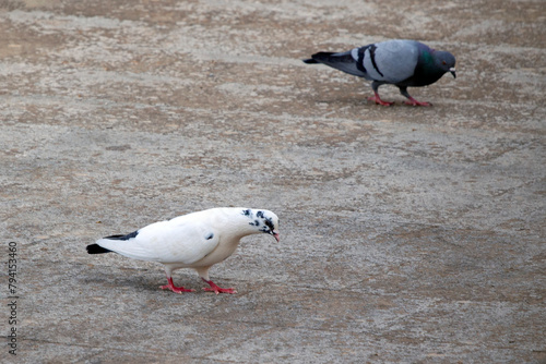 two pigeons looking for food on the ground. selective focus