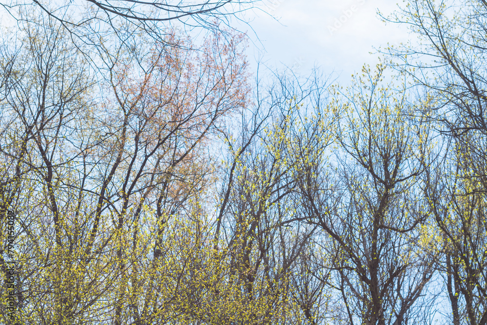 Copy space fresh early spring bloom trees and vegetation in the park blooming nature, season background Copy space fresh early spring bloom trees and vegetation in the park blooming nature, season background