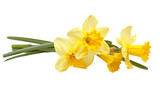 Daffodils or narcissus