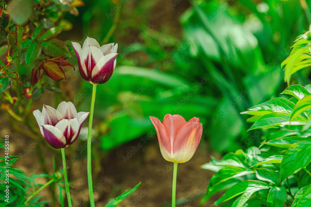 Blooming tulips grow in the garden. Spring gardening, outdoor concept background, floral style Blooming tulips grow in the garden. Spring gardening, outdoor concept background, floral style