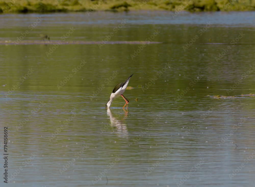 A common stork (Himantopus himantopus), in the LLobregat Delta.