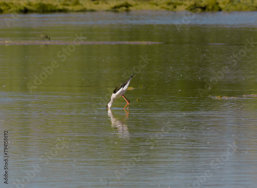 A common stork (Himantopus himantopus), in the LLobregat Delta. © Emmalc76