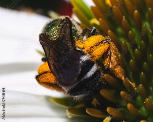 Posterior view of a female bicolored metallic green sweat bee (Agapostemon virescens) gathering large amounts of pollen in baskets called corbiculae on their hind legs. long Island, New York USA