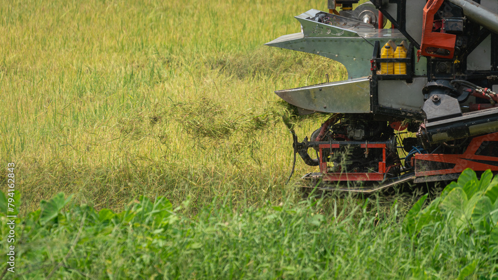 A rice harvester machine is harvesting growth rice in the farmland. Agriculture industrial photo. A rice harvester machine is harvesting growth rice in the farmland. Agriculture industrial photo.