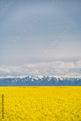 blooming yellow flower fields. blooming steppe