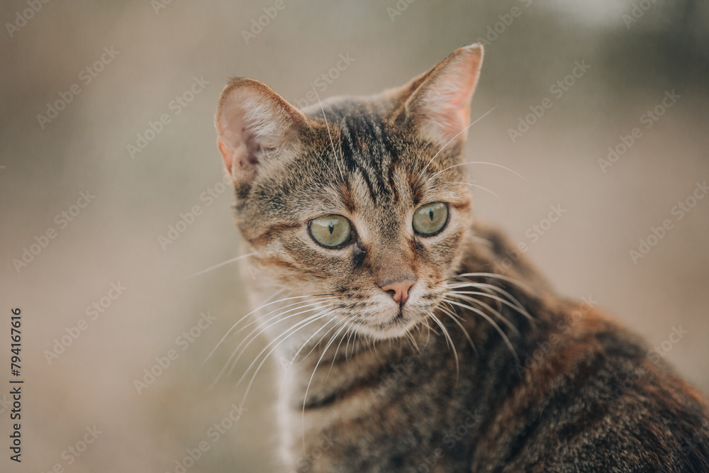 Portrait of Aegean Stray gray cat sitting outdoors in Greece