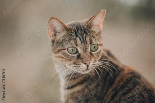 Portrait of Aegean Stray gray cat sitting outdoors in Greece