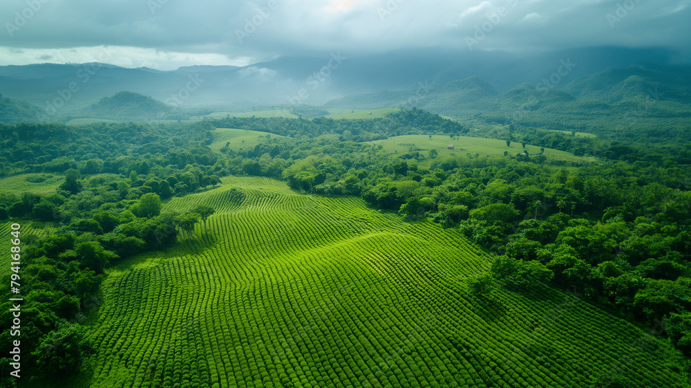 A lush green field with trees in the background A lush green field with trees in the background