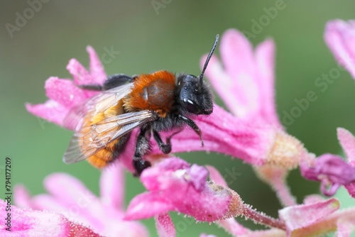 Closeup on a colorful female Tawny mining bee, Andrena fulva on a pink flower of Ribes sanguineum
