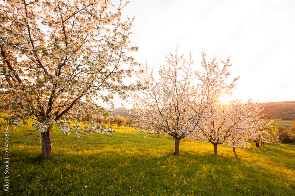 Cherry blossom below Teck Castle in the sunset, Swabian Alb. Biosphere Reserve, Baden-Wuerttemberg, Germany Cherry blossom below Teck Castle in the sunset, Swabian Alb. Biosphere Reserve, Baden-Wuerttemberg, Germany