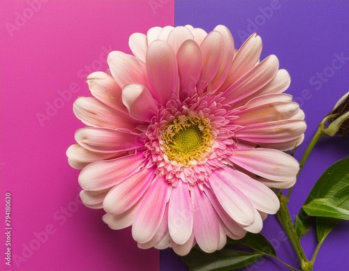 belle fleur avec beaucoup de pétales sur un fond de couleur rose et violet en ia photo