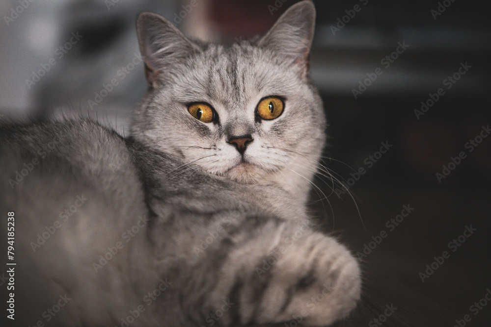 A light Scottish cat, looking at the camera with big eyes.Portrait of a Scottish cat. Cat's Eye