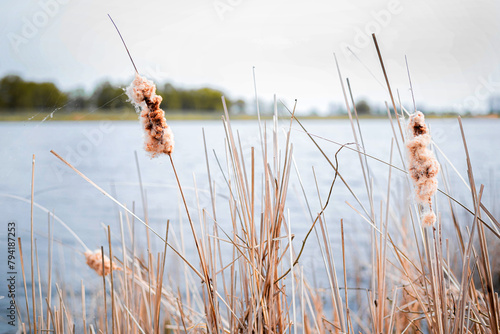 Blurred image of dry cattail against the background of a river.