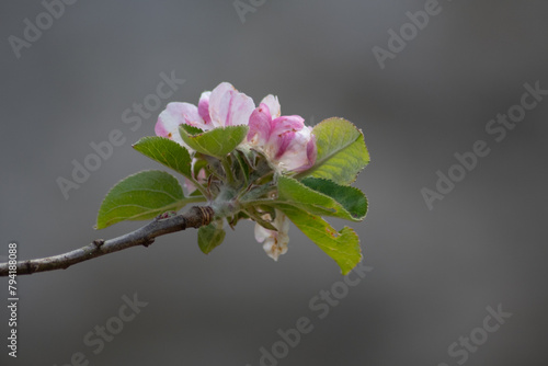 Apple blossom in a Cornish garden