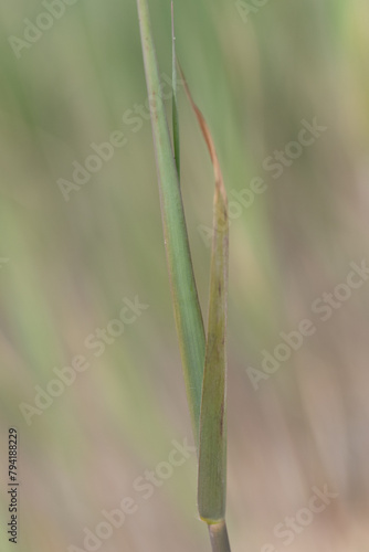 A reed in the Loe Pool, Cornwall's largest freshwater lake