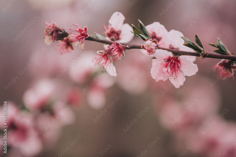 Fototapeta premium Close-up image of blooming peach branch in Greece. Beautiful pink peach flowers in bloom at sunset in spring