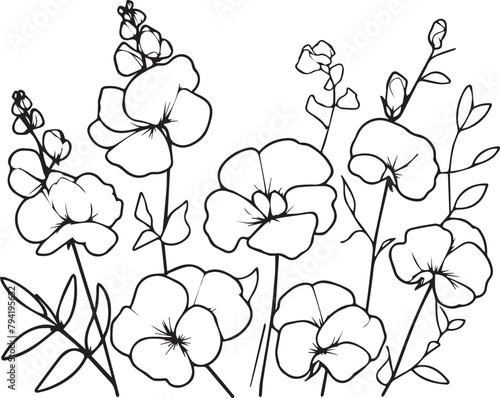 Sweet pea flower drawings, sweet pea flowers colorless black and white contour line easy drawings, Hand drawn line leaves branches and blooming sweet pea coloring pages