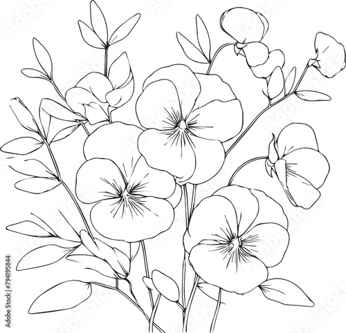 Sweet pea flower drawings, sweet pea flowers colorless black and white contour line easy drawings, Hand drawn line leaves branches and blooming sweet pea coloring pages photo