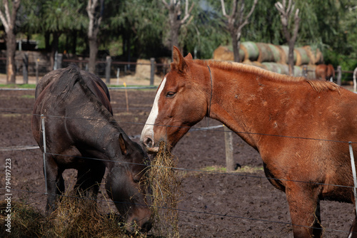 horse eating bale in muddy field © Fernando