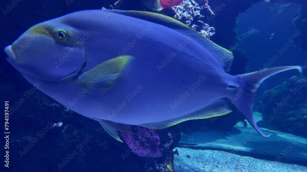 Blue tangfish Blue tangfish
