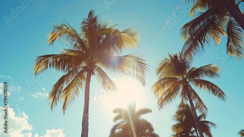 beautiful palm trees in Miami 