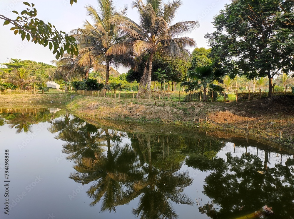 Obraz premium Coconut trees at Eco Park mirroring the lake water