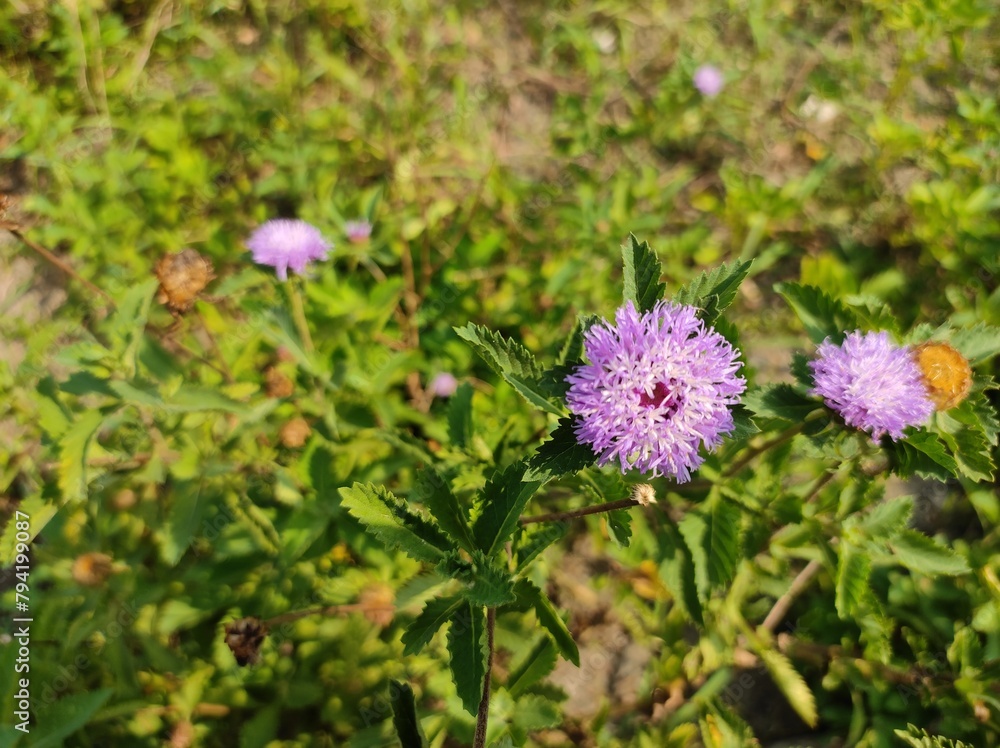 Purple Blue Danube Flowers at Eco Park, Kolkata Purple Blue Danube Flowers at Eco Park, Kolkata