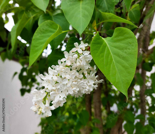 A white lilac flower close-up on a background of green leaves. photo