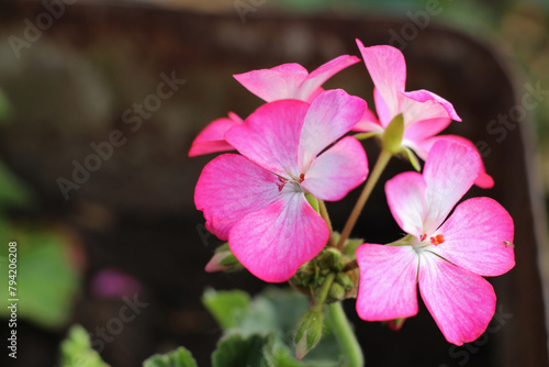 Pink pelargonium, blossom pink geranium flower in garden with space for text. Selective focus.