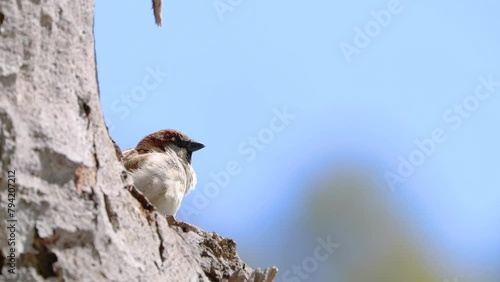 Gorrión común (Passer domesticus) cantando y piando en el tronco de un árbol , con sonido ambiente  photo