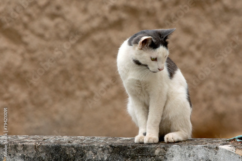 white cat standing on a stone fence, curiously looking at something, against brown background. selective focus