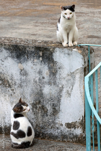 two cats standing on cement fence, curiously looking at something